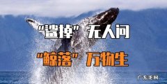 鲸落和鲨掉是什么意思,鲸鱼死了叫鲸落鲨鱼死了叫什么