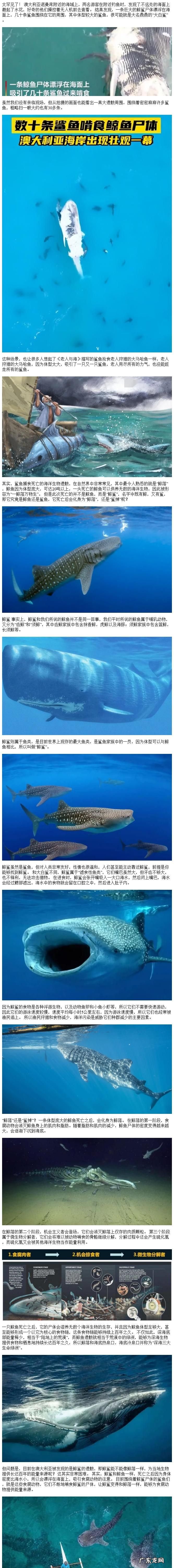 鲸落和鲨掉是什么意思,鲸鱼死了叫鲸落鲨鱼死了叫什么