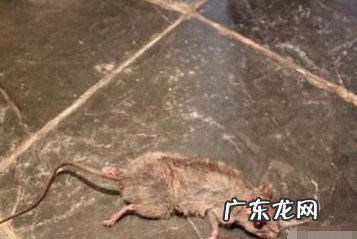 腐臭味怎么去除,怎样去除肉类的腐臭味