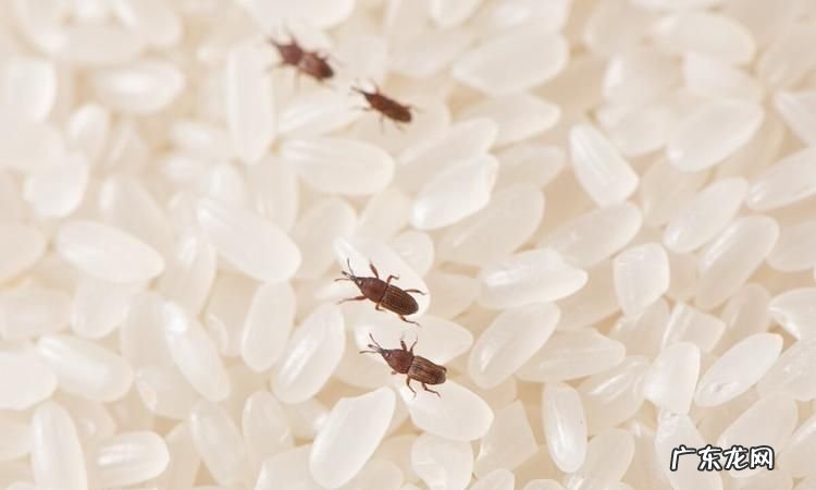 米有米虫该怎么办,米里有米虫怎么办