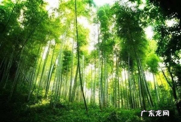 大自然有哪些指南针能辨别方向,大自然有哪些指南针