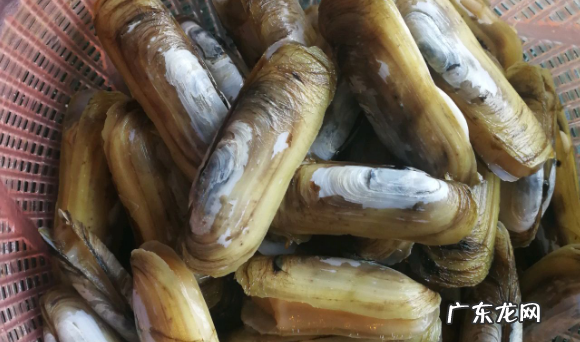 蛏子怎么炒好吃,sheng&#039;yi蛏子怎么清洗