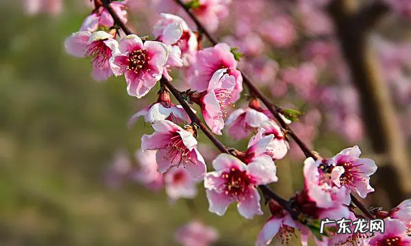 有关春天的诗歌,以春天为主题的小诗歌有哪些