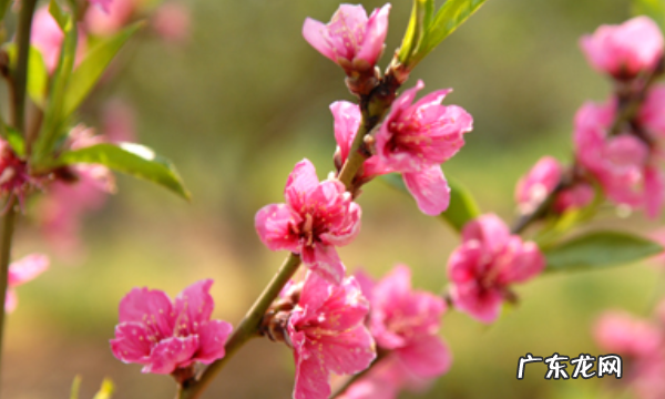 有关春天的诗歌,以春天为主题的小诗歌有哪些