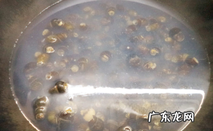 螺怎么炒好吃,螺蛳肉怎么炒好吃又嫩