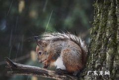 哪些小动物能预知下雨,小朋友你还知道哪些动物会告诉我们要下雨了