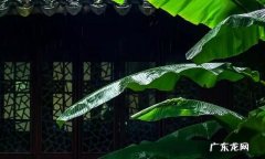 雨打芭蕉是哪里的音乐,雨打芭蕉是谁创作的