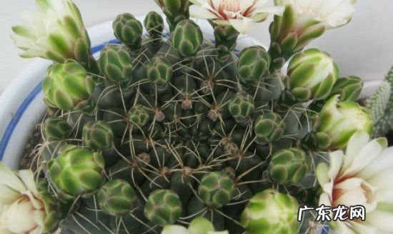 绯花玉怎么浇水,绯花玉怎么养绯花玉的形态特征