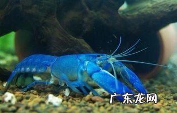 蓝魔的原理是什么,蓝魔是哪个国家的牌子衣服