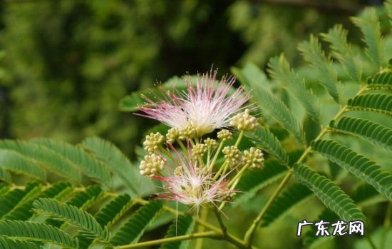 合欢的养殖方法,合欢的养殖方法 合欢的养殖方法简述