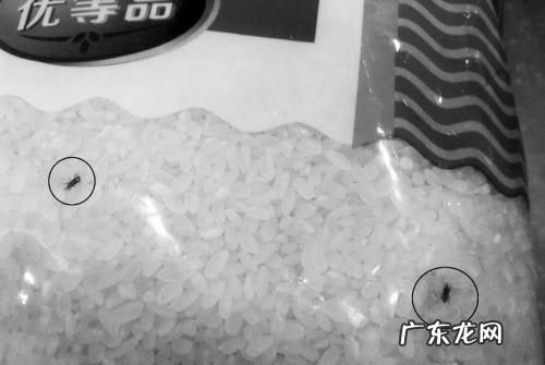 大米长黑虫怎么处理,怎么去除米里面的黑色虫子