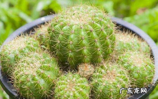 夏天仙人类花怎么养,仙人球夏天可以暴晒太阳