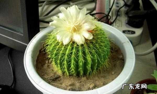 夏天仙人类花怎么养,仙人球夏天可以暴晒太阳