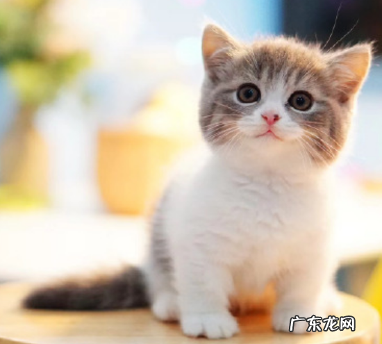 米努特猫属于什么品种,米努特和曼基康的区别是什么