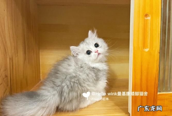 米努特猫属于什么品种,米努特和曼基康的区别是什么