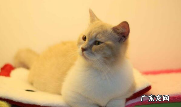 米努特猫属于什么品种,米努特和曼基康的区别是什么