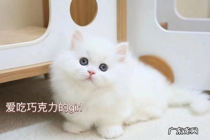 米努特猫属于什么品种,米努特和曼基康的区别是什么