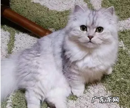 米努特猫属于什么品种,米努特和曼基康的区别是什么