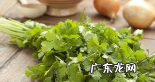 在家怎么种香菜,在家香菜种植方法和时间