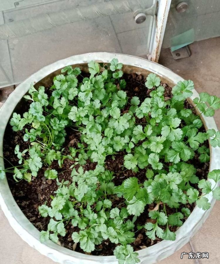 在家怎么种香菜,在家香菜种植方法和时间