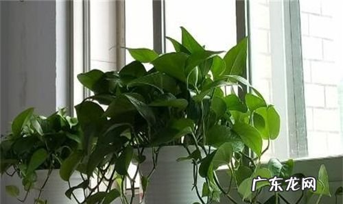 绿萝怎么摆放最旺财,绿萝放在办公室哪里最旺财