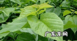 桑树叶是晒干还是阴干,怎样晒桑叶