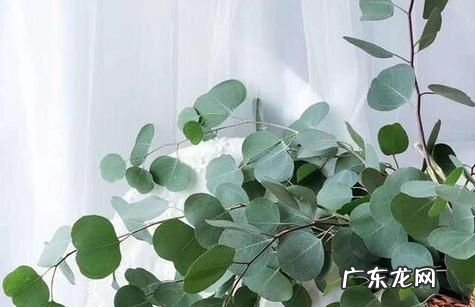 尤加利有毒,尤加利有毒性
