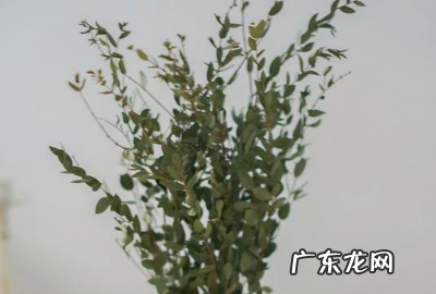 尤加利有毒,尤加利有毒性