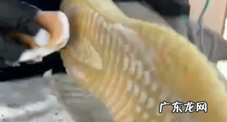 椰子鞋脏了怎么洗干净,椰子鞋怎么洗干净 椰子鞋的清洗技巧