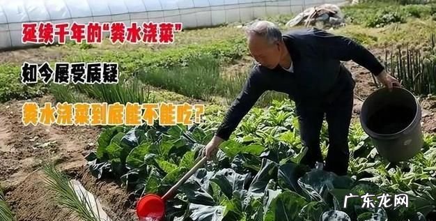 洗洁精水可以浇菜地,有洗洁精的水可以浇菜