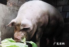 100斤的猪一天吃多少斤饲料,一只00斤重的猪一天要吃多少斤全价饲料才能满足猪的营养需要