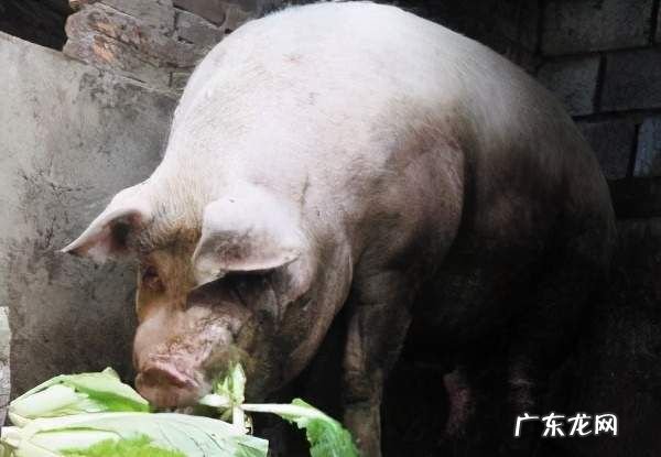 100斤的猪一天吃多少斤饲料,一只00斤重的猪一天要吃多少斤全价饲料才能满足猪的营养需要