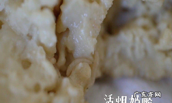 蛆是怎么样形成的,蛆是怎么产生的
