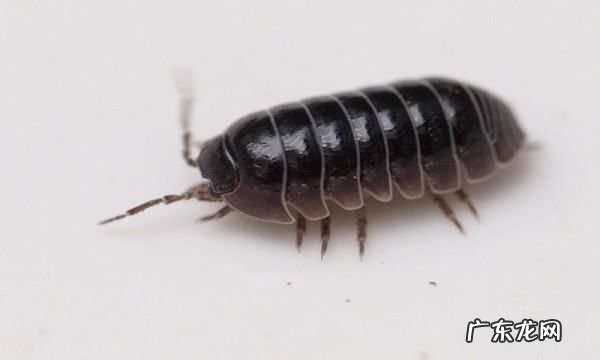 怎样能让屋里没有潮虫,家里有潮虫怎么办一招教你快速赶走潮虫小妙招