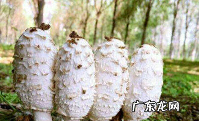 毛头鬼伞怎么吃,这是什么蘑菇能吃