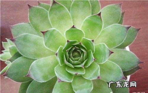 佛座莲和观音莲的区别,耐寒耐冻的多肉植物有哪些