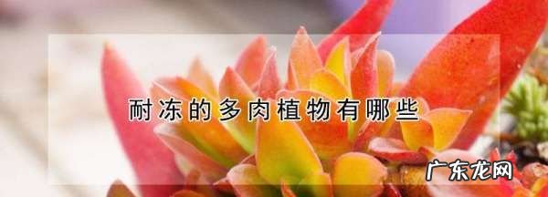 佛座莲和观音莲的区别,耐寒耐冻的多肉植物有哪些