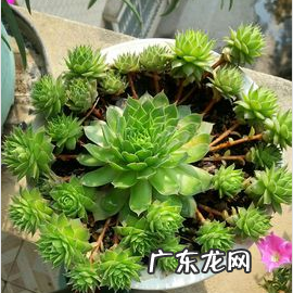 佛座莲和观音莲的区别,耐寒耐冻的多肉植物有哪些
