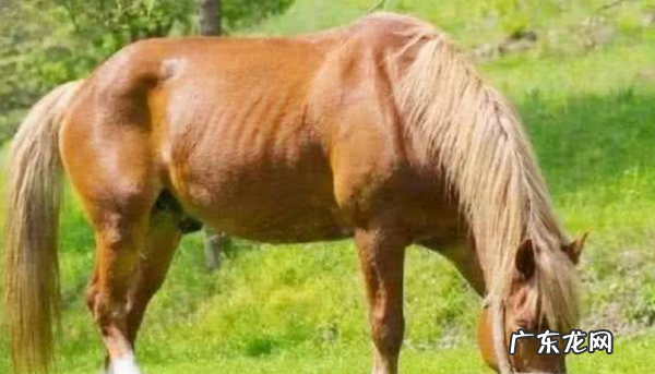 好马不吃回头草怎么接,俗话说:好马不吃回头草;可俗话又说:浪子回头金不换