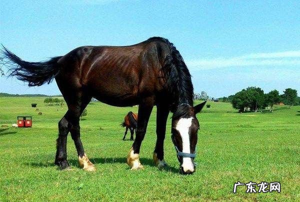 好马不吃回头草怎么接,俗话说:好马不吃回头草;可俗话又说:浪子回头金不换
