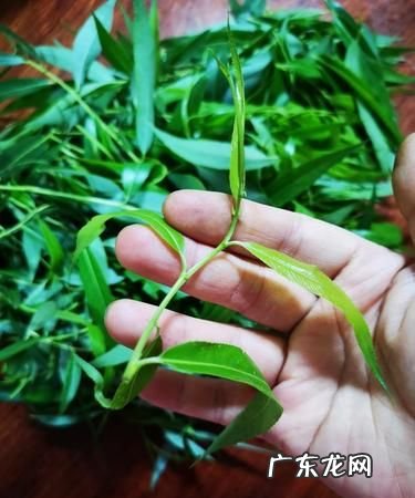 柳树叶泡水有毒,柳树叶泡水喝有毒