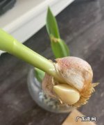新蒜怎么变成老蒜,红姜老蒜怎么做才好吃