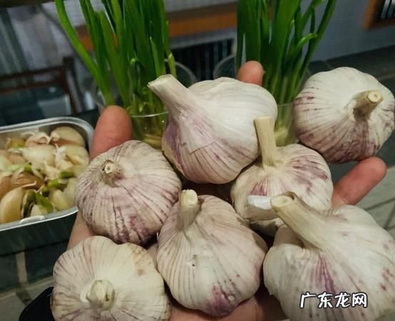 新蒜怎么变成老蒜,红姜老蒜怎么做才好吃