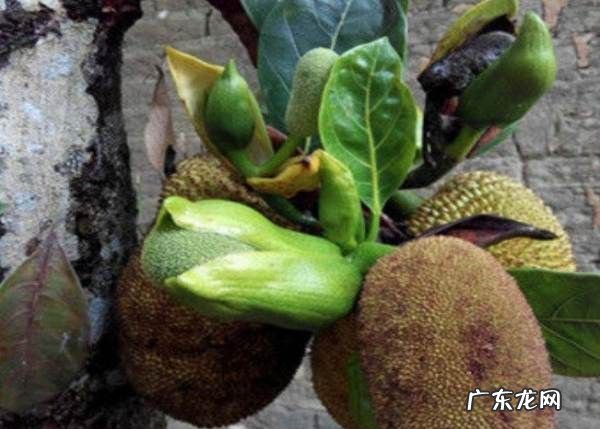 菠萝菠萝蜜怎么剥开,菠萝菠萝蜜怎么吃