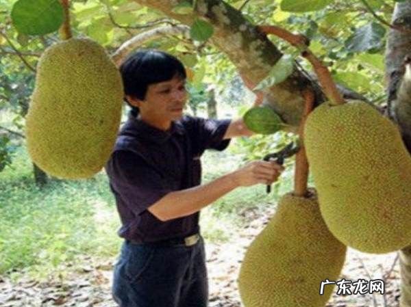 菠萝菠萝蜜怎么剥开,菠萝菠萝蜜怎么吃