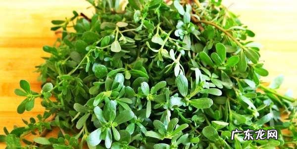 山野菜怎么冷冻,在农村里采挖回来的野菜能吃