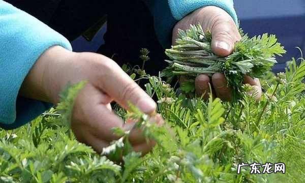 山野菜怎么冷冻,在农村里采挖回来的野菜能吃