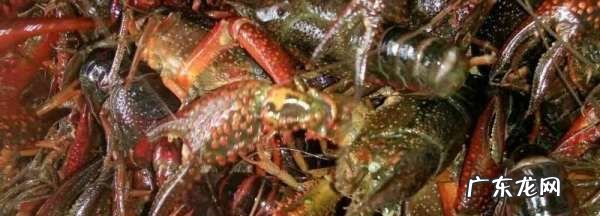 怎样让龙虾吐脏东西,怎么能把活的小龙虾肠子里污物去除