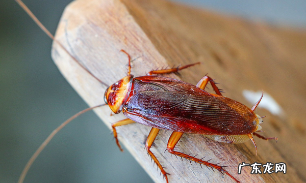 踩死的蟑螂为什么第二天就消失了,家里踩死的蟑螂为啥一会儿就自动消失了