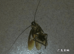 踩死的蟑螂为什么第二天就消失了,家里踩死的蟑螂为啥一会儿就自动消失了